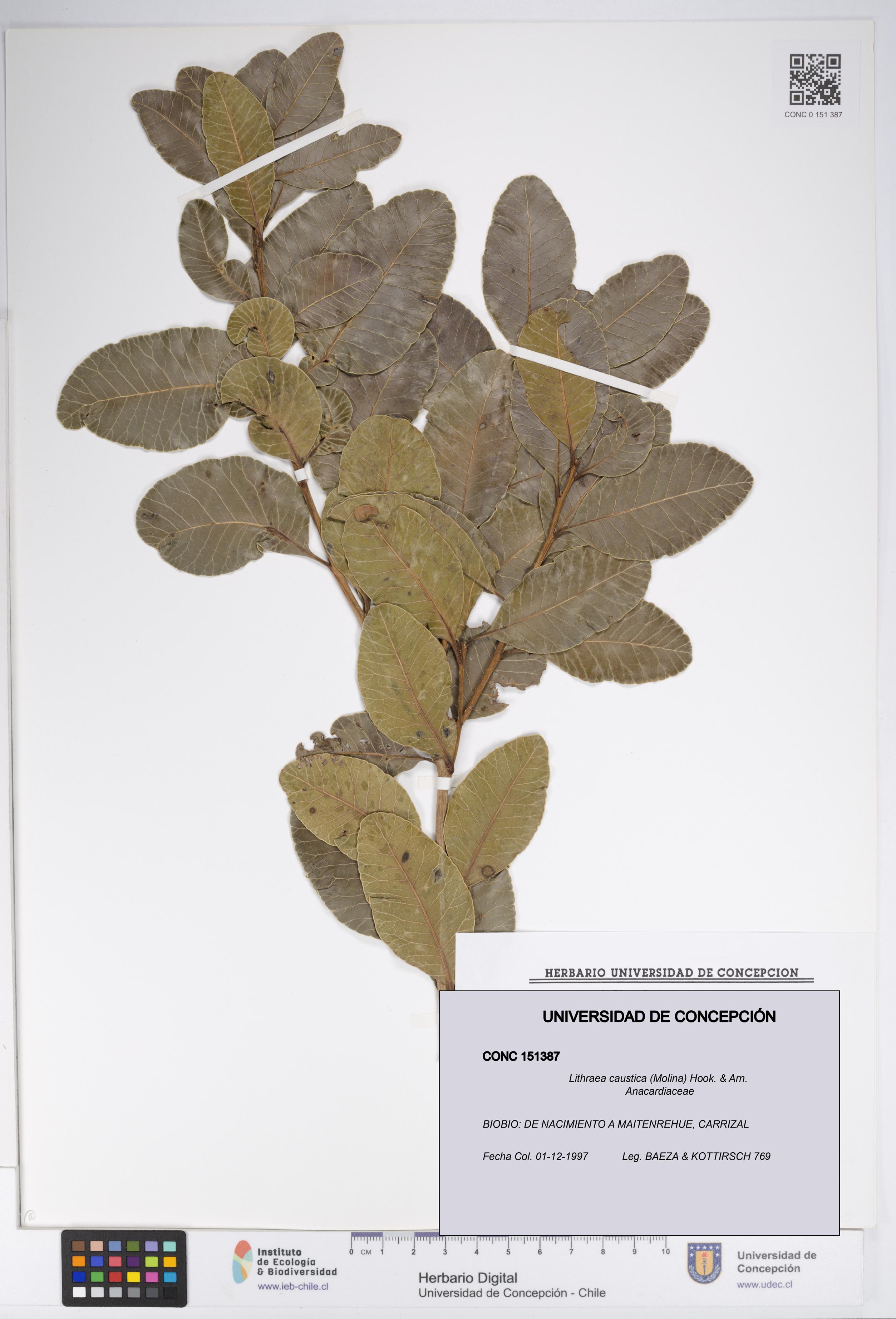 Lithraea caustica [Espécimen: UDEC:CONC:0151387]