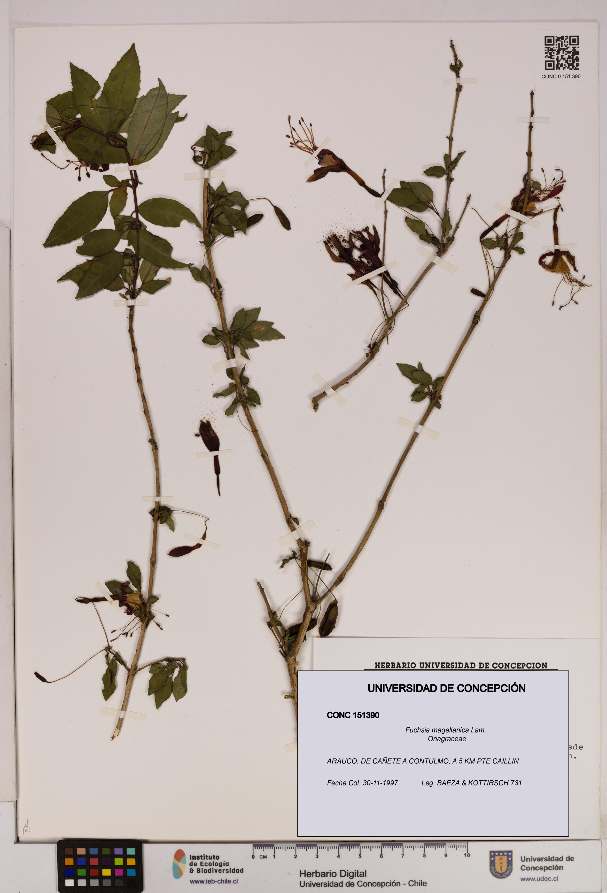 Fuchsia magellanica [Espécimen: UDEC:CONC:0151390]