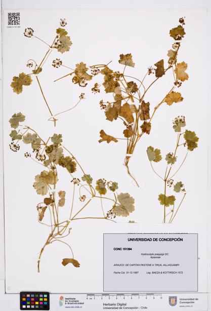 Hydrocotyle poeppigii [Espécimen: ]