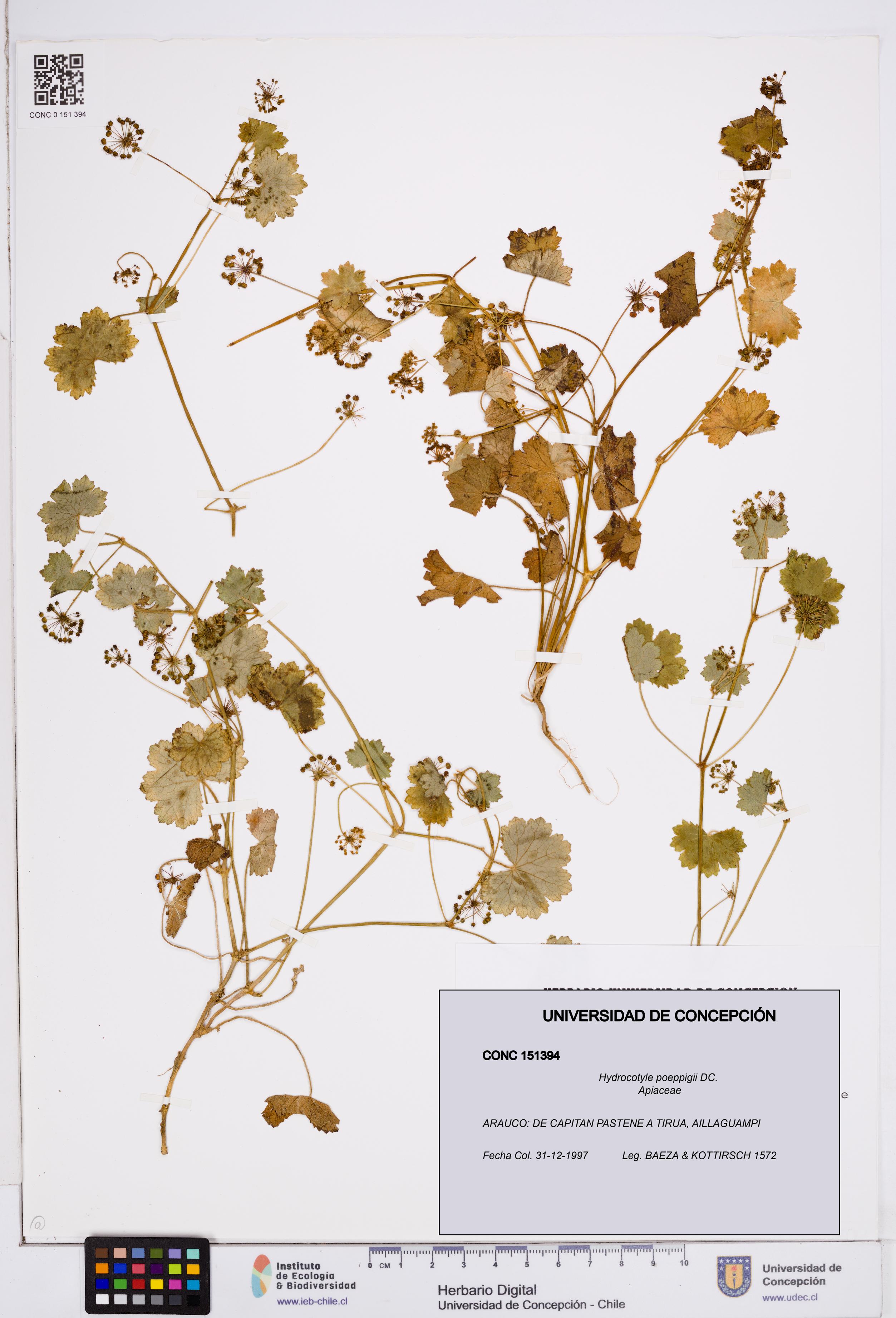 Hydrocotyle poeppigii [Espécimen: ]