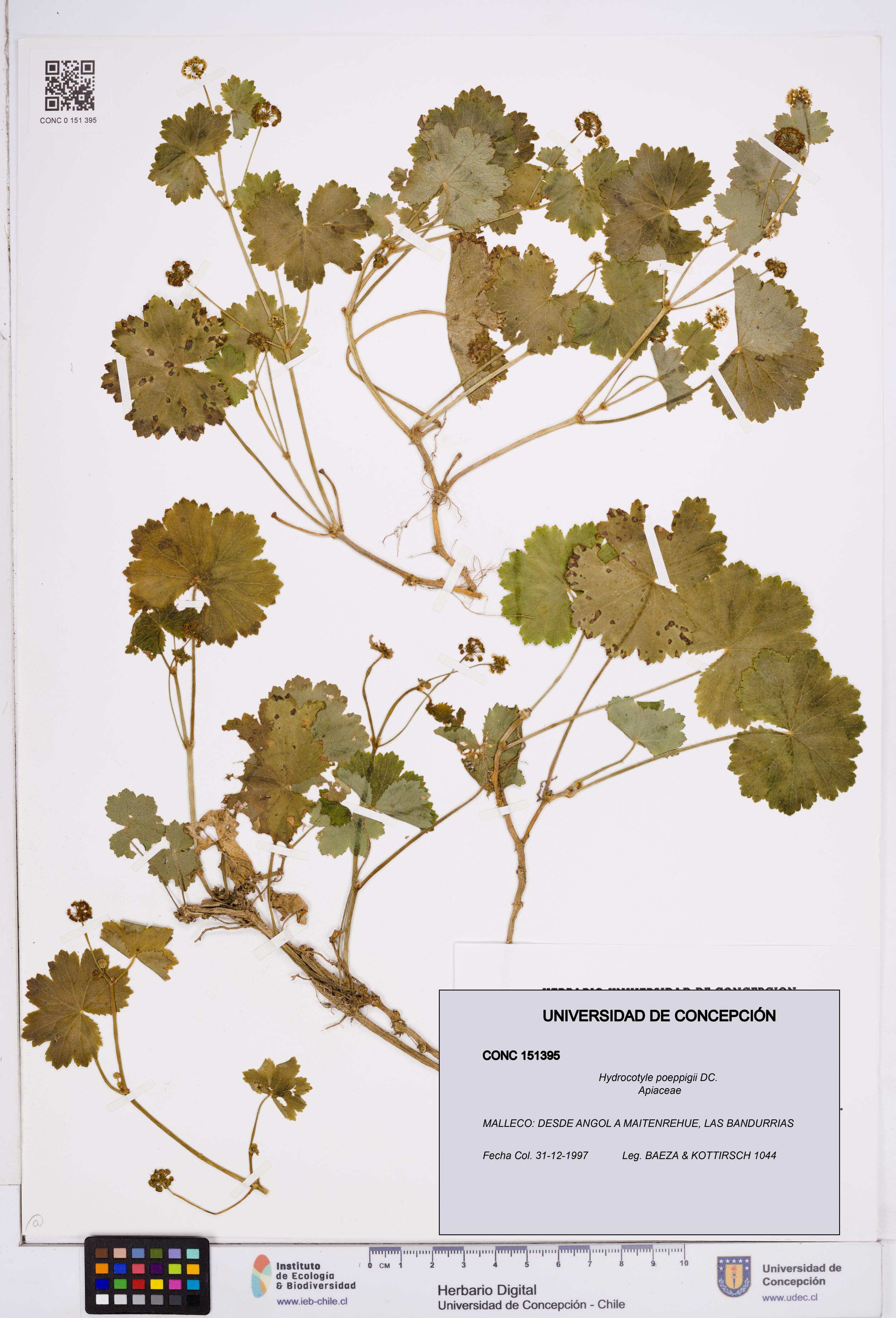 Hydrocotyle poeppigii [Espécimen: ]