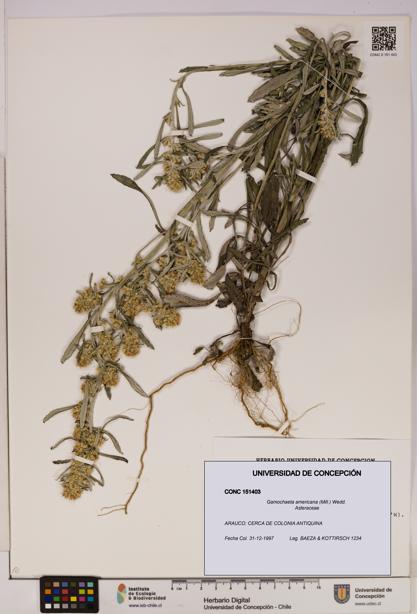 Gamochaeta americana [Espécimen: UDEC:CONC:0151403]