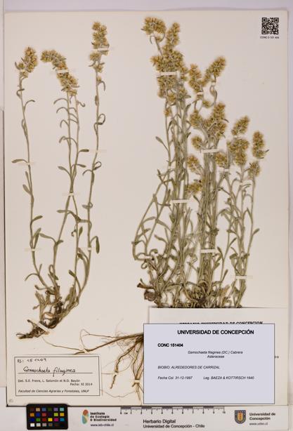 Gamochaeta filaginea [Espécimen: UDEC:CONC:0151404]