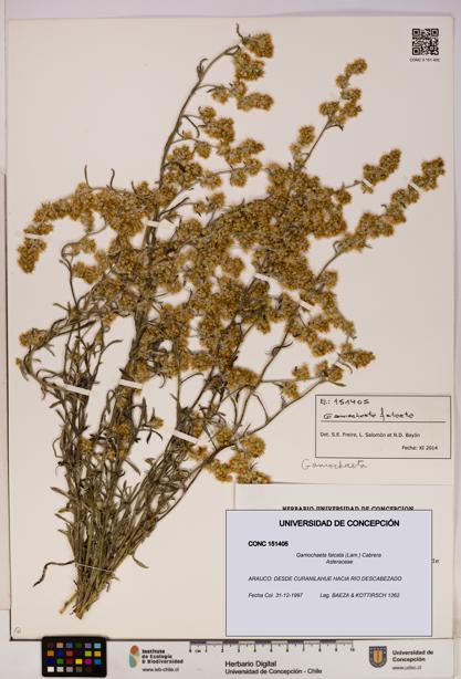 Gamochaeta falcata [Espécimen: UDEC:CONC:0151405]