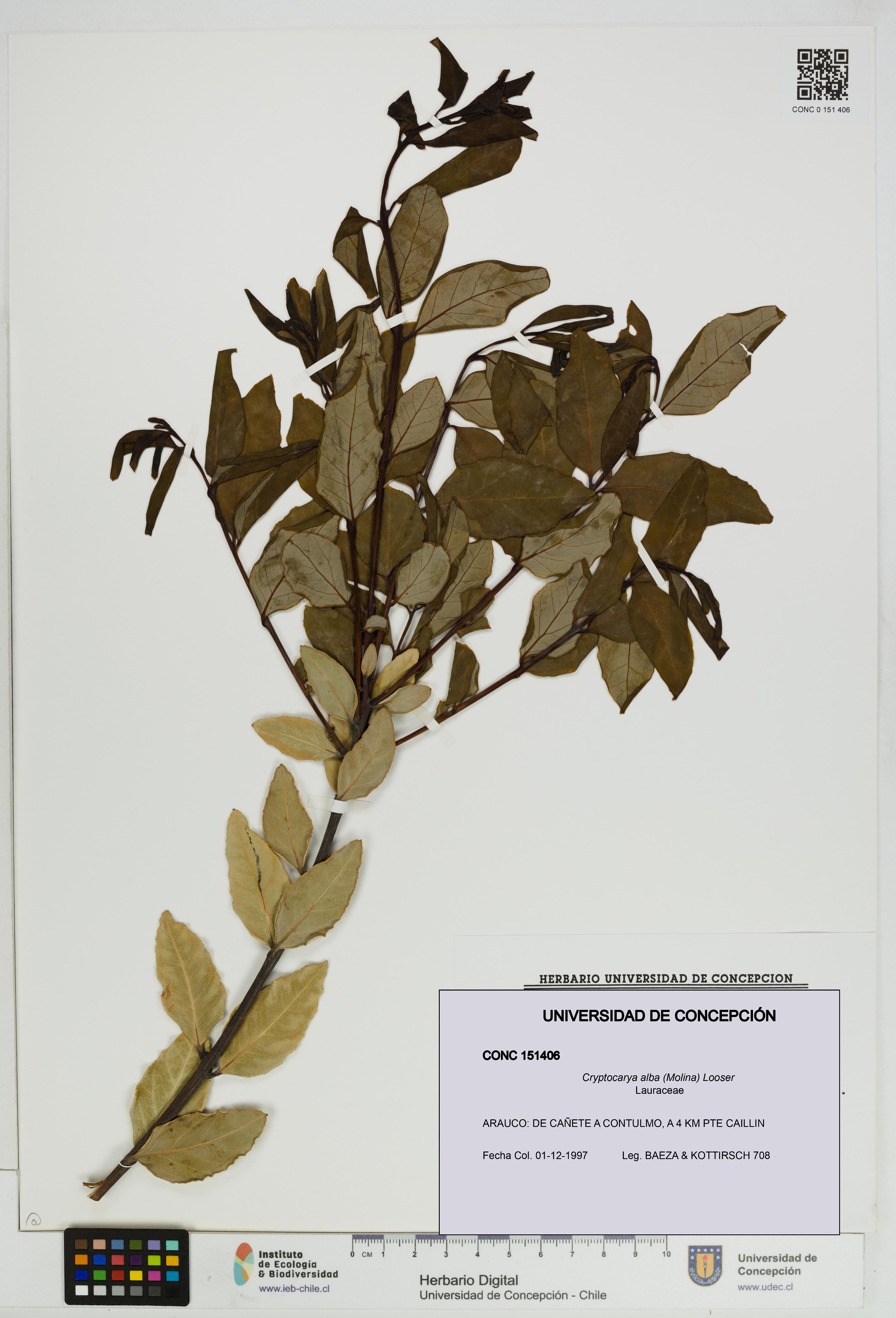 Cryptocarya alba [Espécimen: UDEC:CONC:0151406]