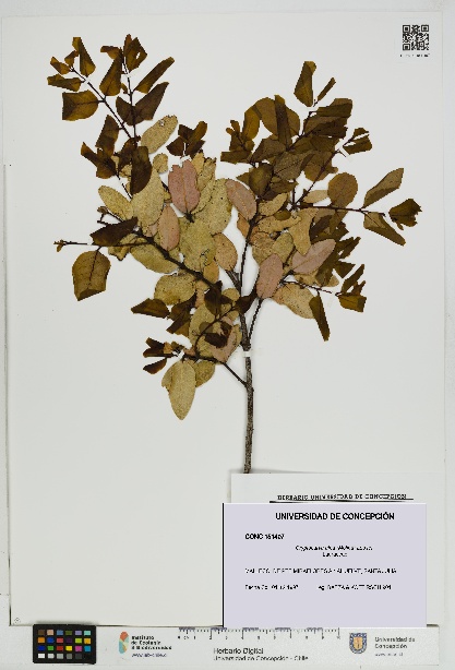 Cryptocarya alba [Espécimen: UDEC:CONC:0151407]