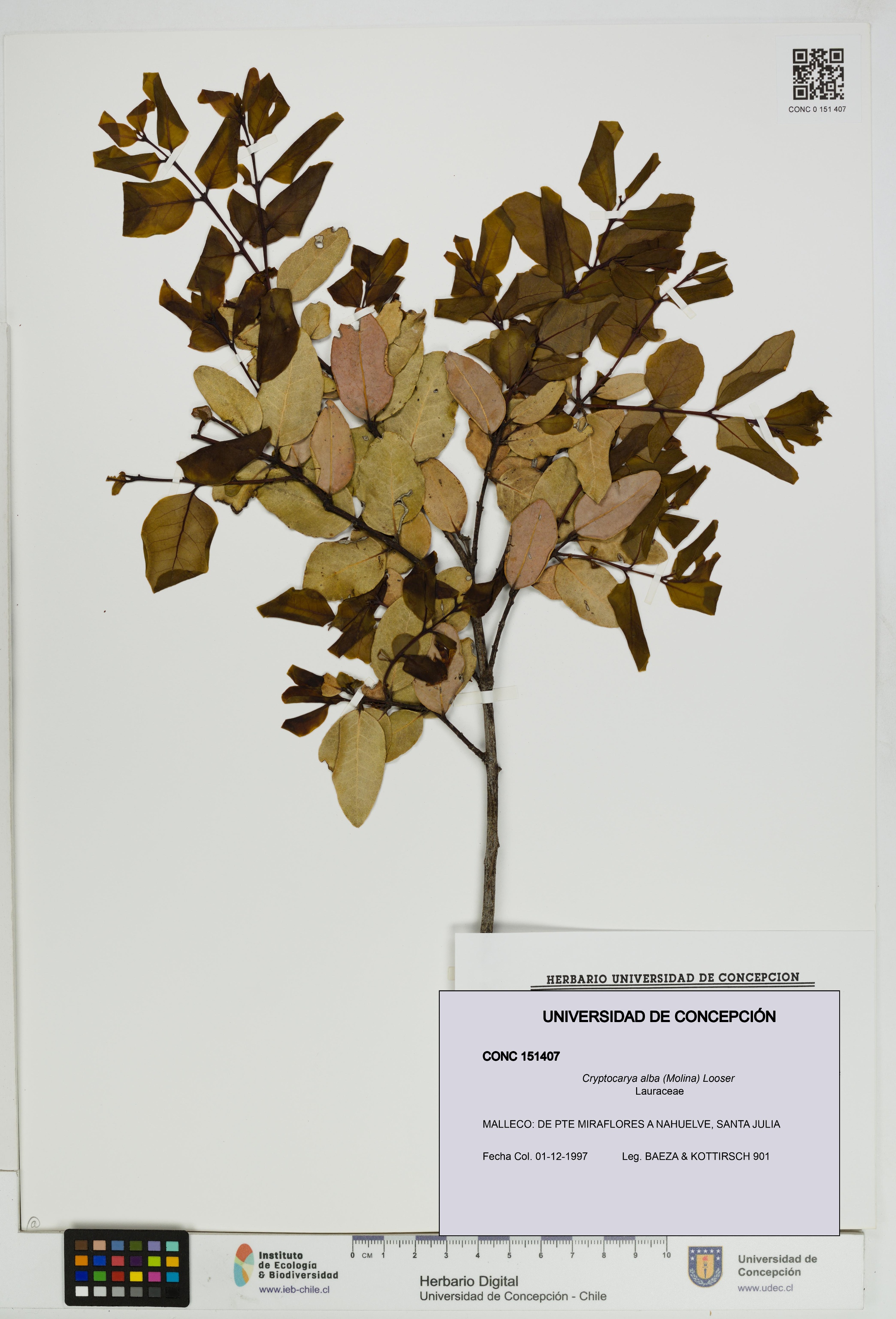 Cryptocarya alba [Espécimen: UDEC:CONC:0151407]