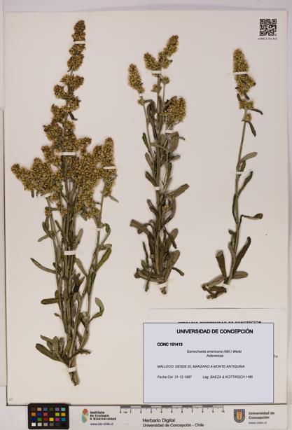 Gamochaeta americana [Espécimen: UDEC:CONC:0151413]