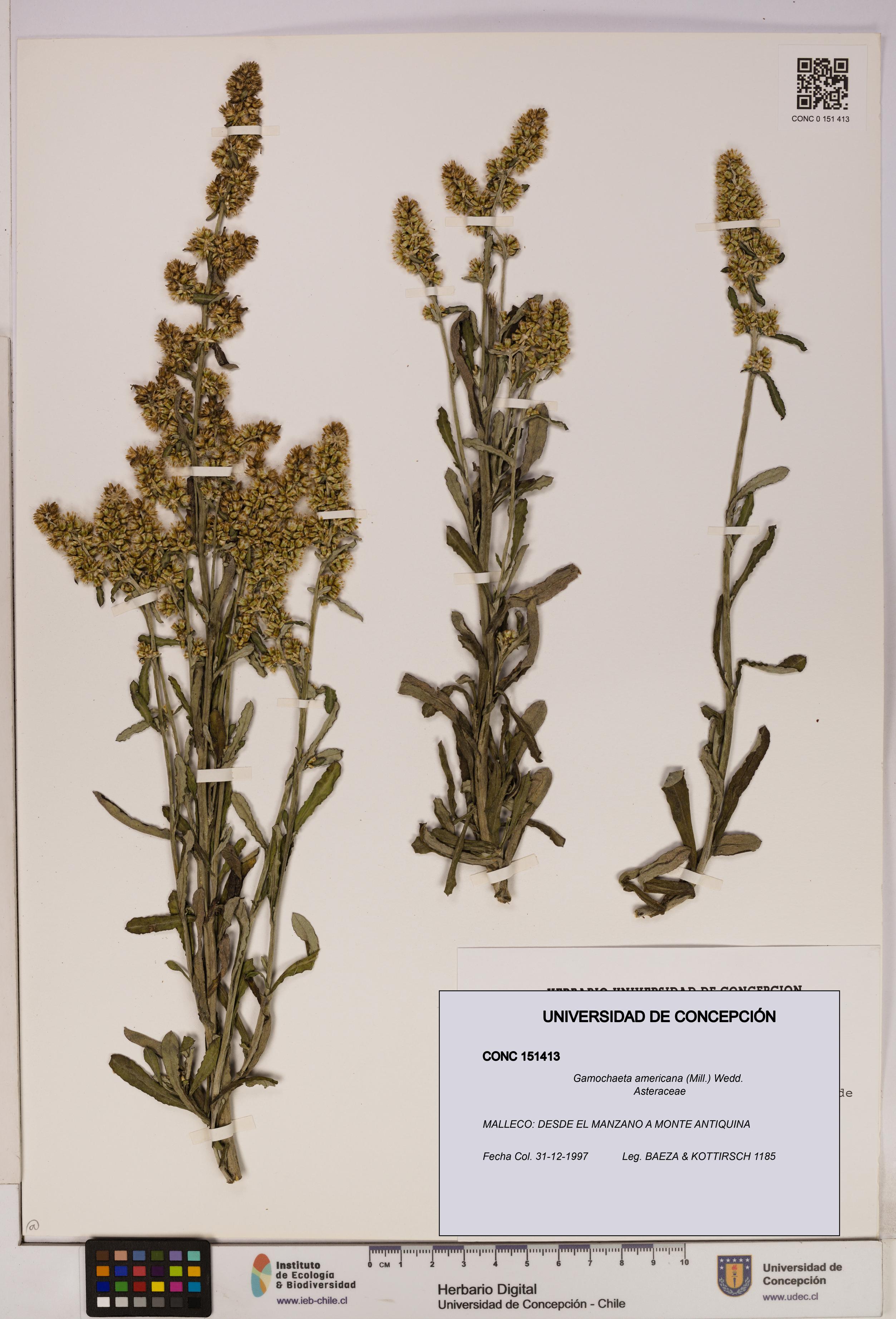 Gamochaeta americana [Espécimen: UDEC:CONC:0151413]