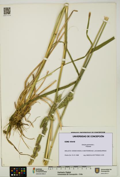 Dactylis glomerata [Espécimen: UDEC:CONC:0151415]