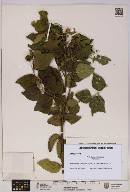 Podanthus ovatifolius [Espécimen: ]