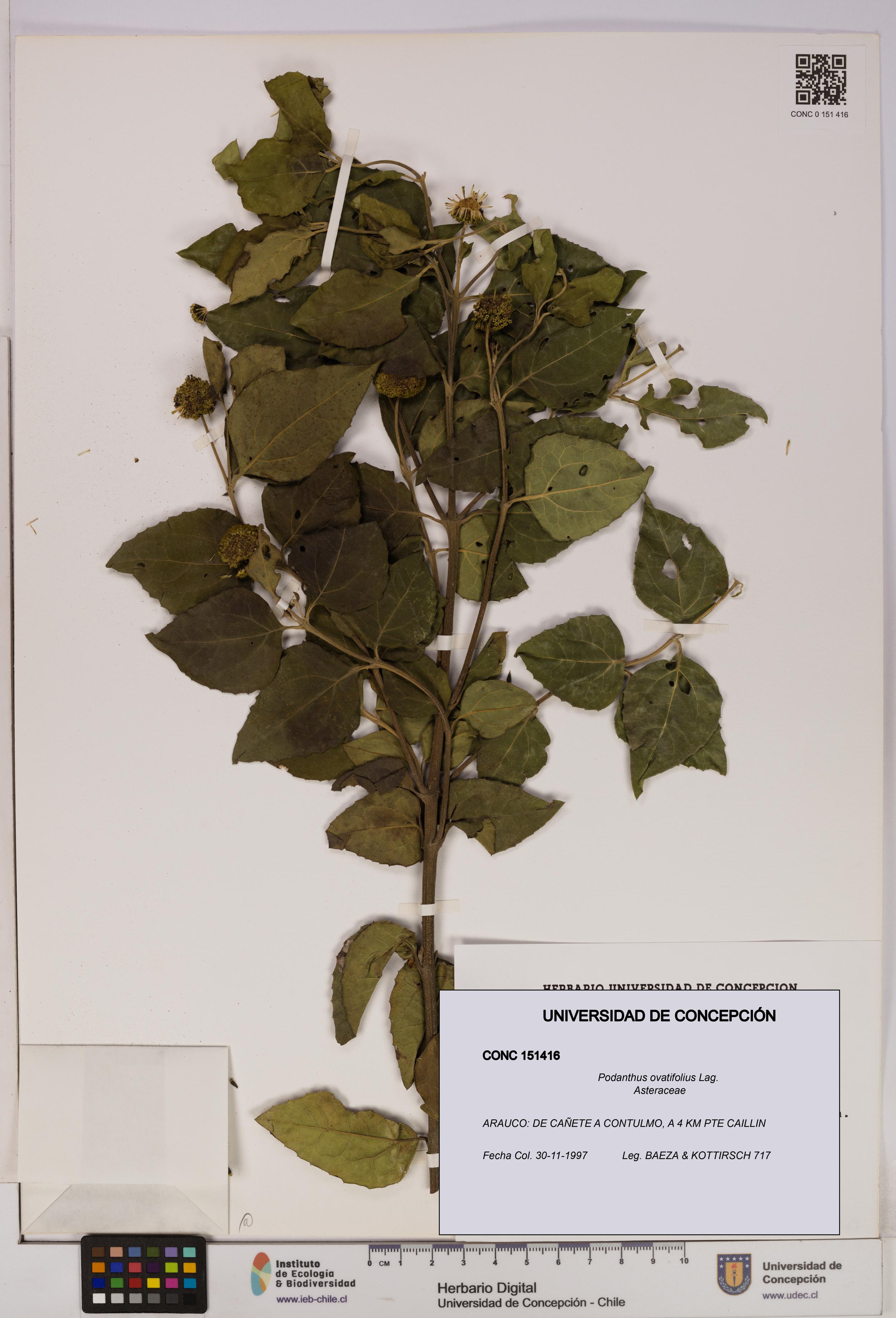 Podanthus ovatifolius [Espécimen: ]