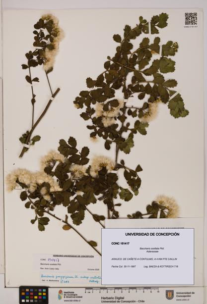 Baccharis ocellata [Espécimen: UDEC:CONC:0151417]