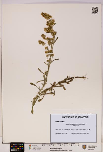 Gamochaeta americana [Espécimen: UDEC:CONC:0151419]