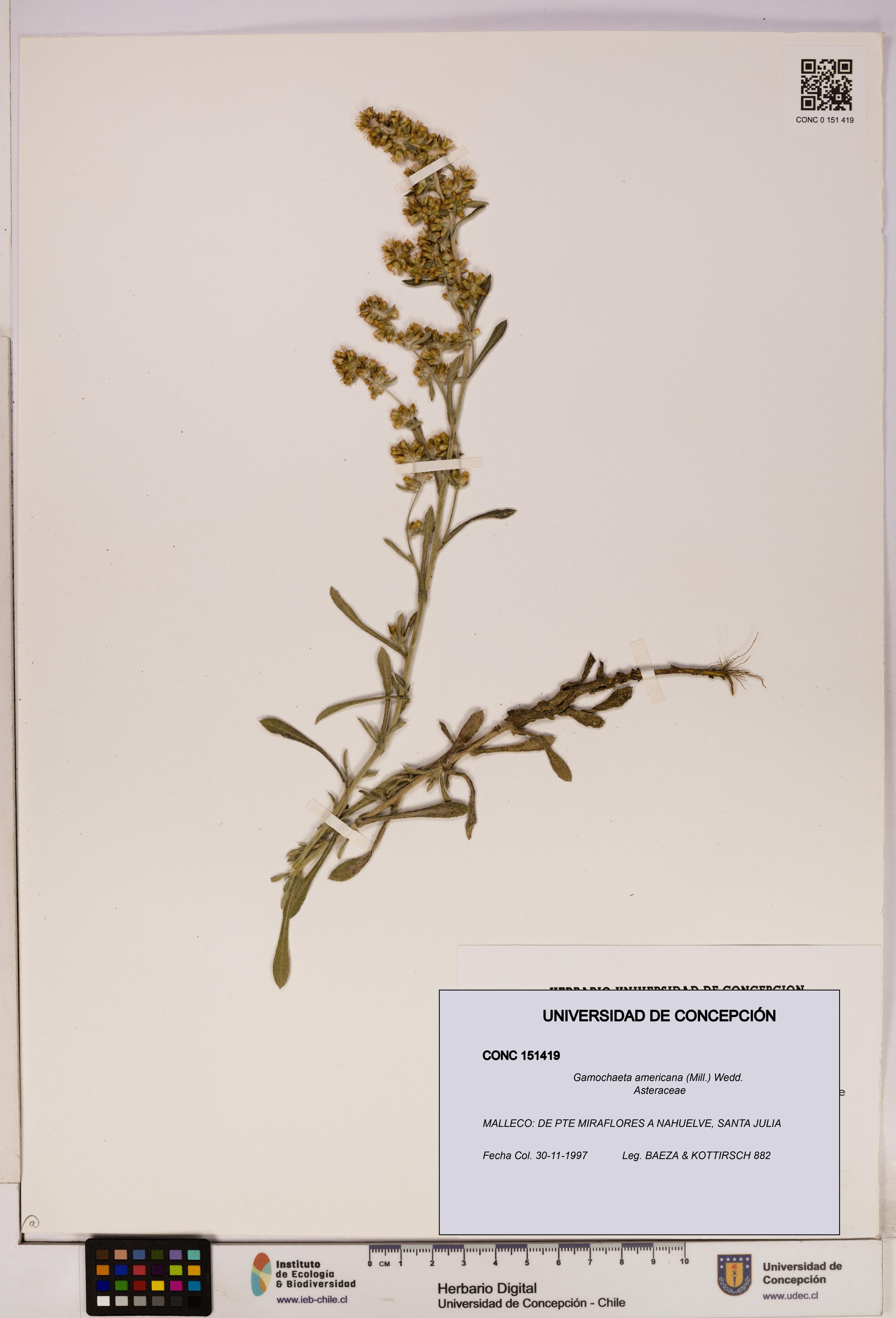 Gamochaeta americana [Espécimen: UDEC:CONC:0151419]