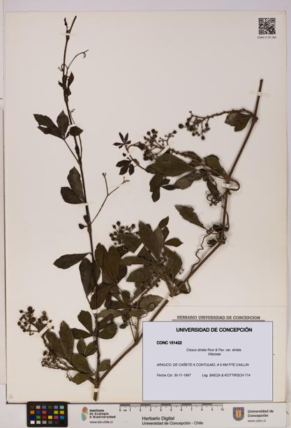 Cissus striata var. striata [Espécimen: UDEC:CONC:0151422]
