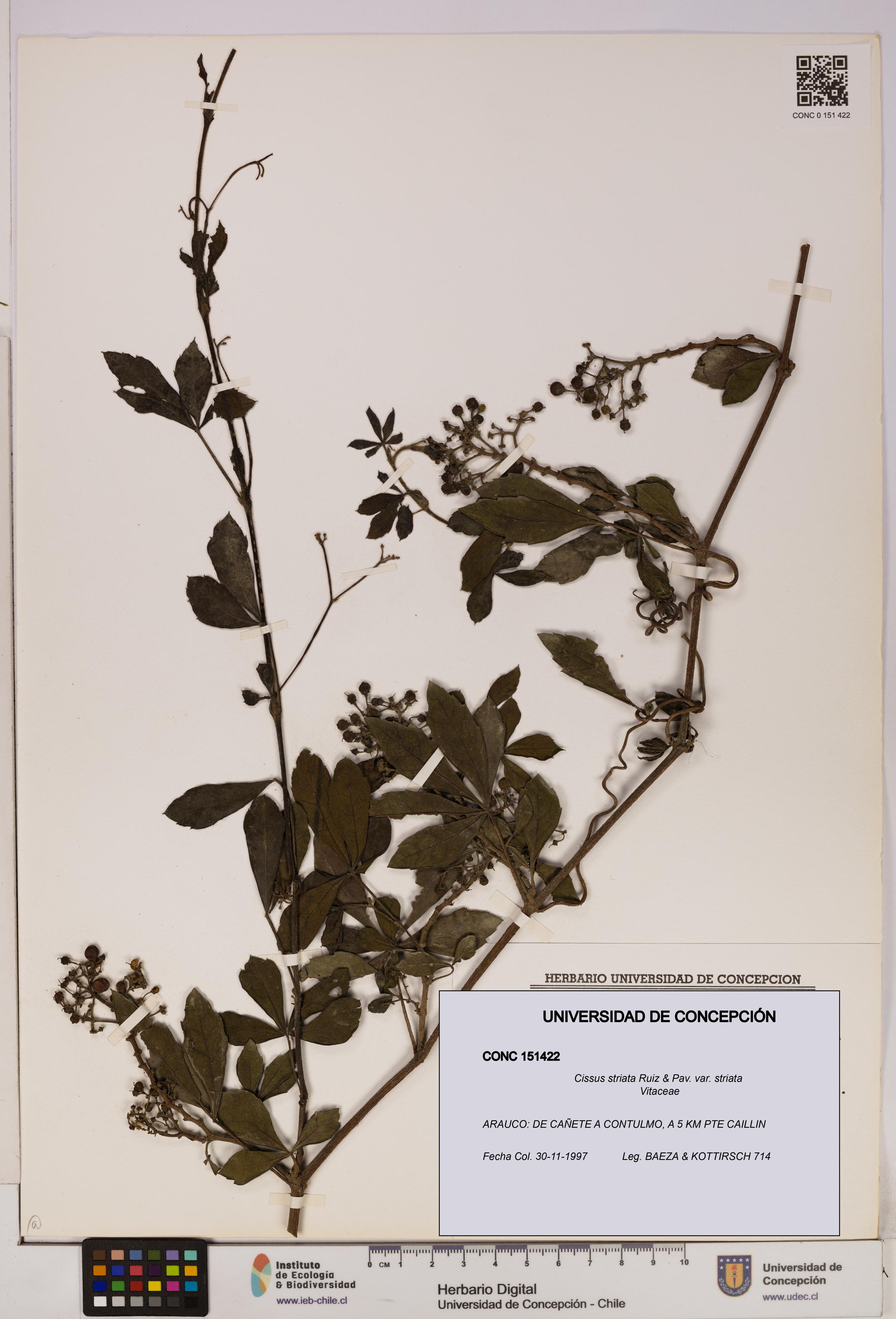 Cissus striata var. striata [Espécimen: UDEC:CONC:0151422]
