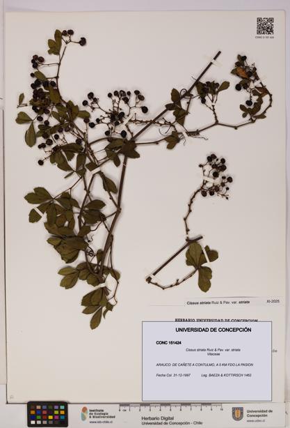 Cissus striata var. striata [Espécimen: UDEC:CONC:0151424]