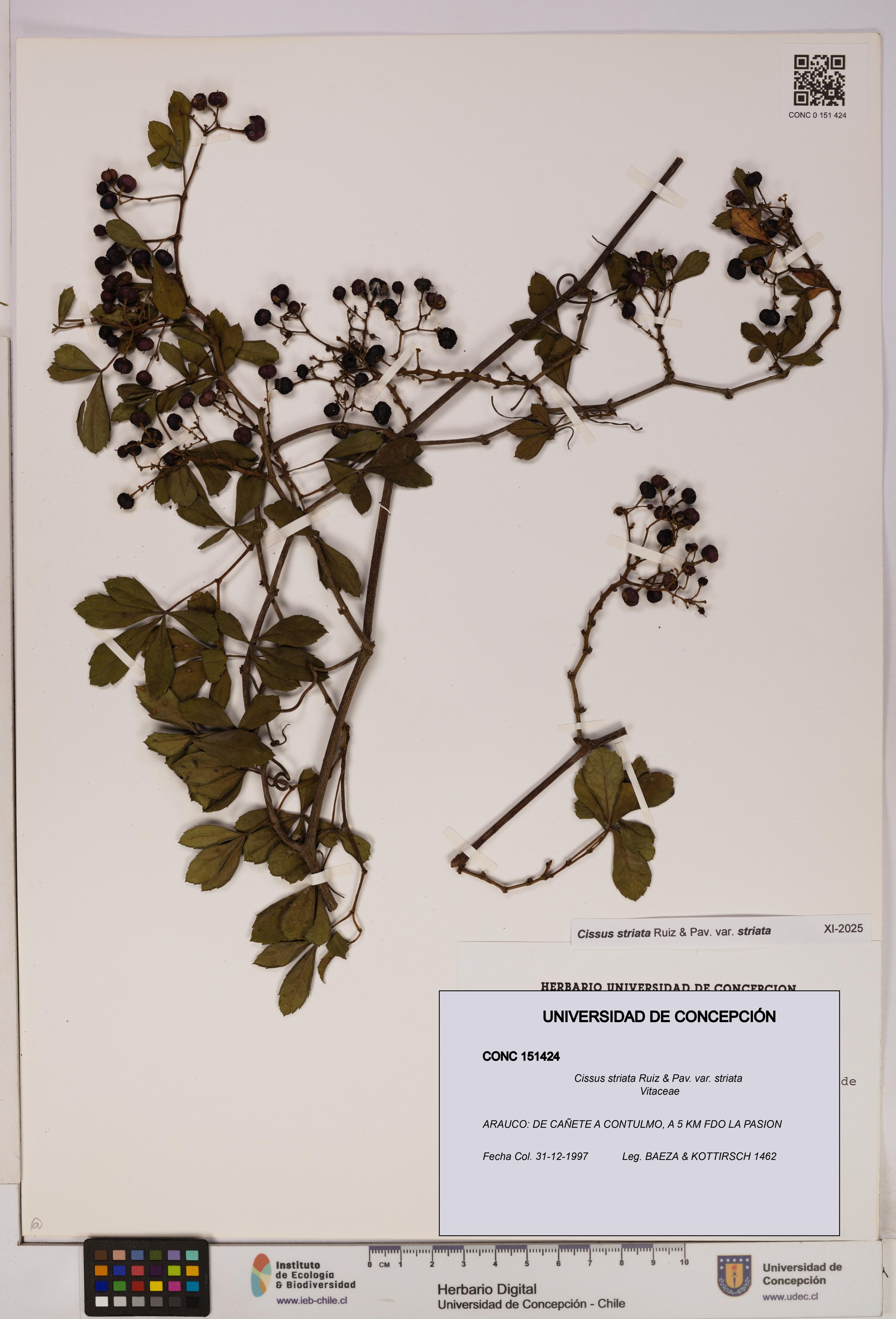 Cissus striata var. striata [Espécimen: UDEC:CONC:0151424]