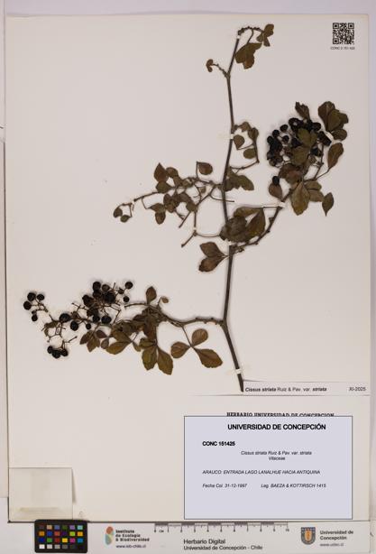 Cissus striata var. striata [Espécimen: UDEC:CONC:0151425]