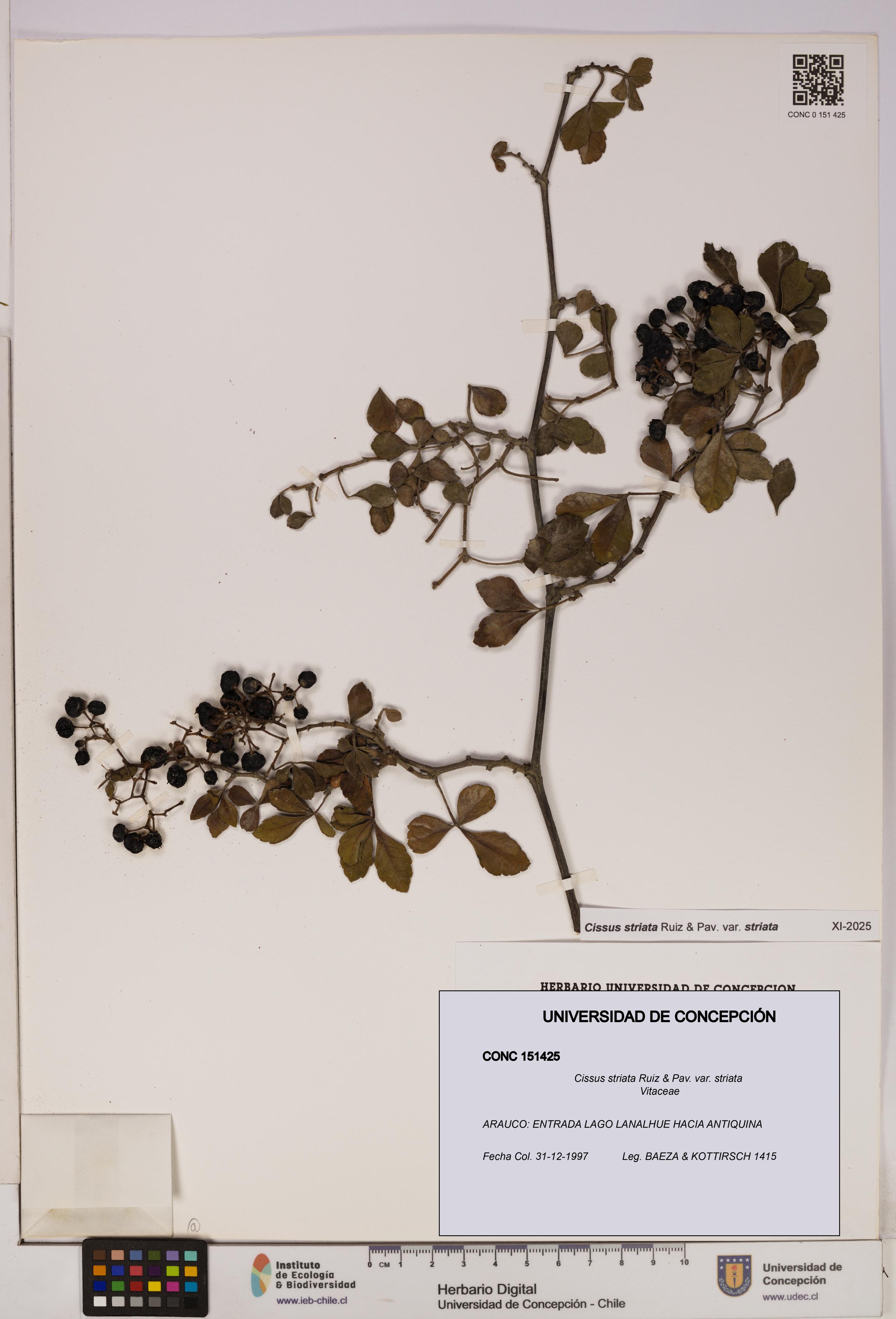 Cissus striata var. striata [Espécimen: UDEC:CONC:0151425]