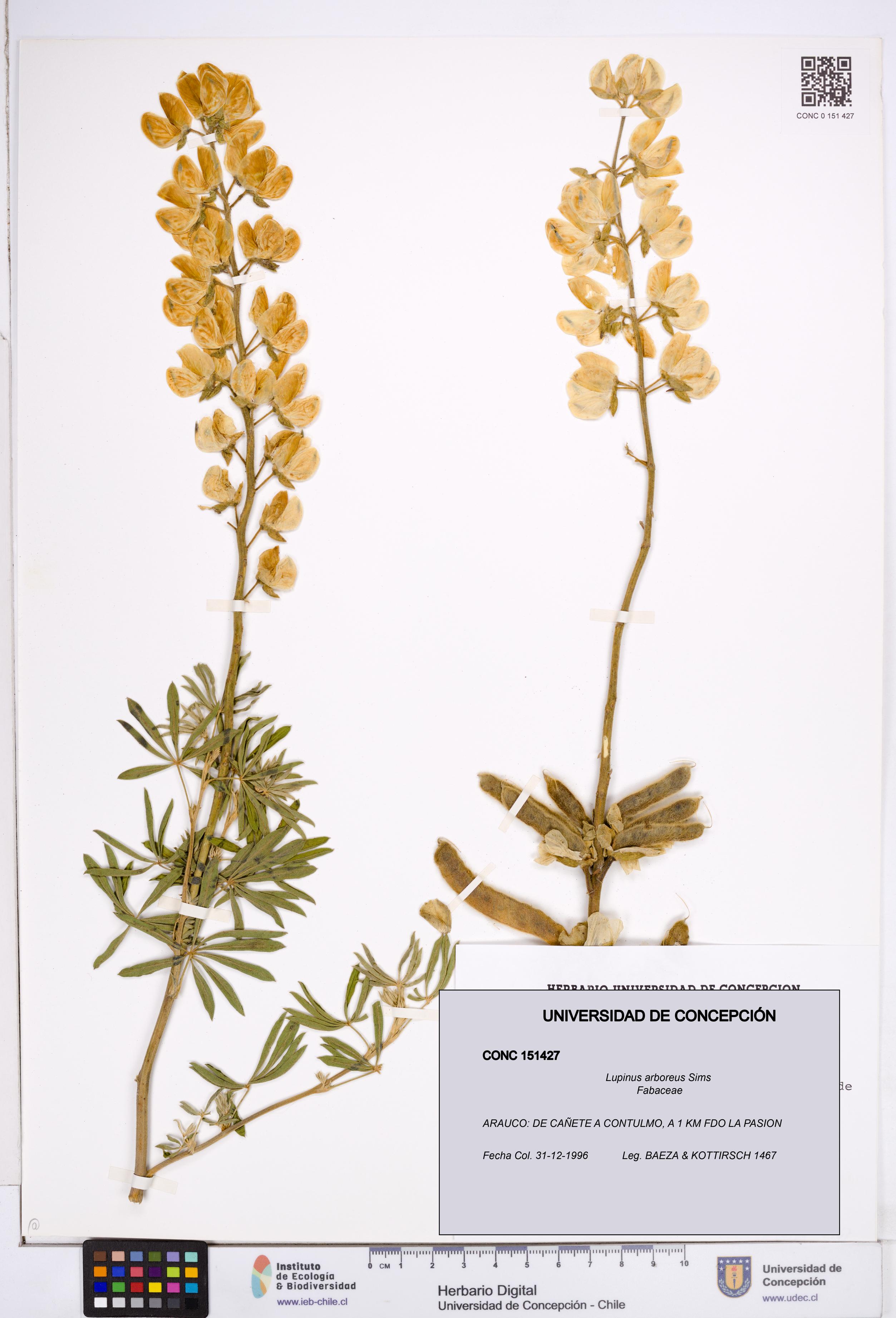 Lupinus arboreus [Espécimen: ]
