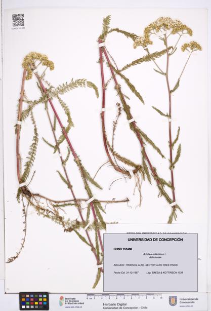 Achillea millefolium [Espécimen: ]