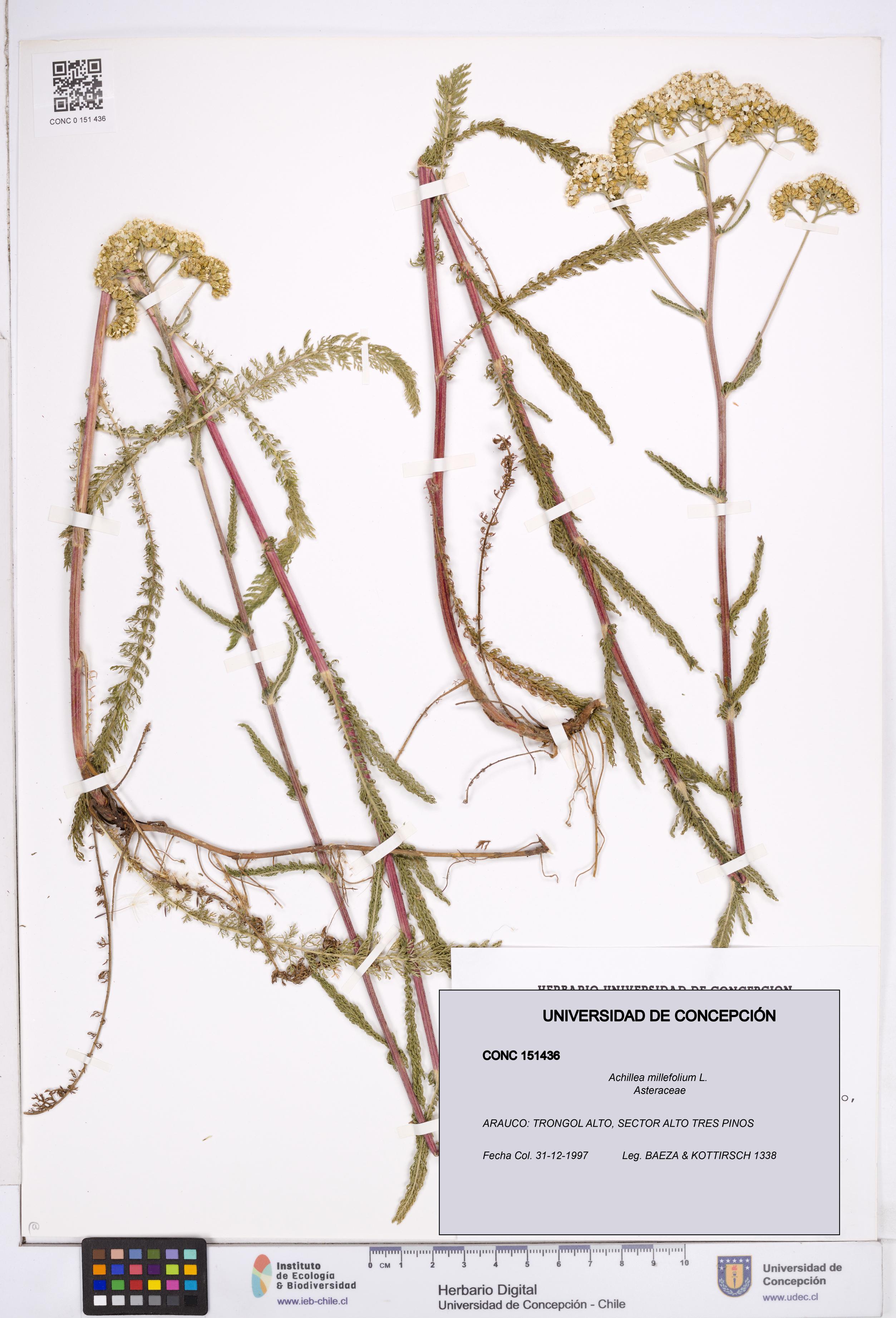 Achillea millefolium [Espécimen: ]
