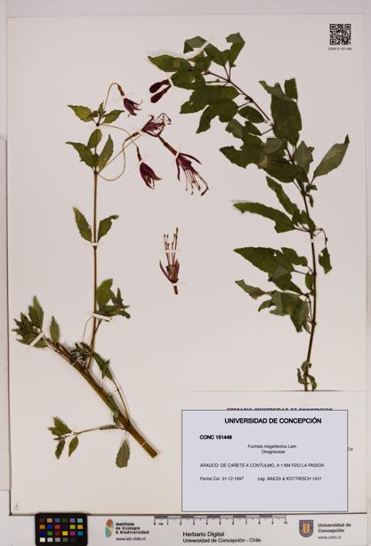 Fuchsia magellanica [Espécimen: UDEC:CONC:0151449]