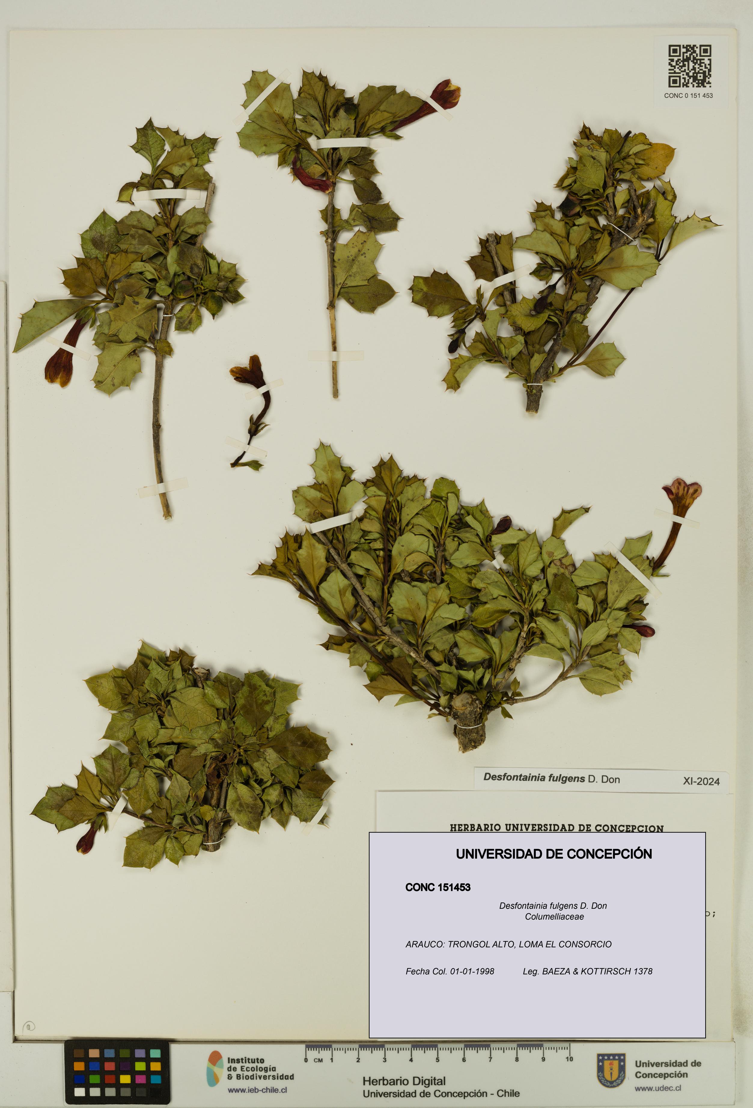 Desfontainia fulgens [Espécimen: UDEC:CONC:0151453]