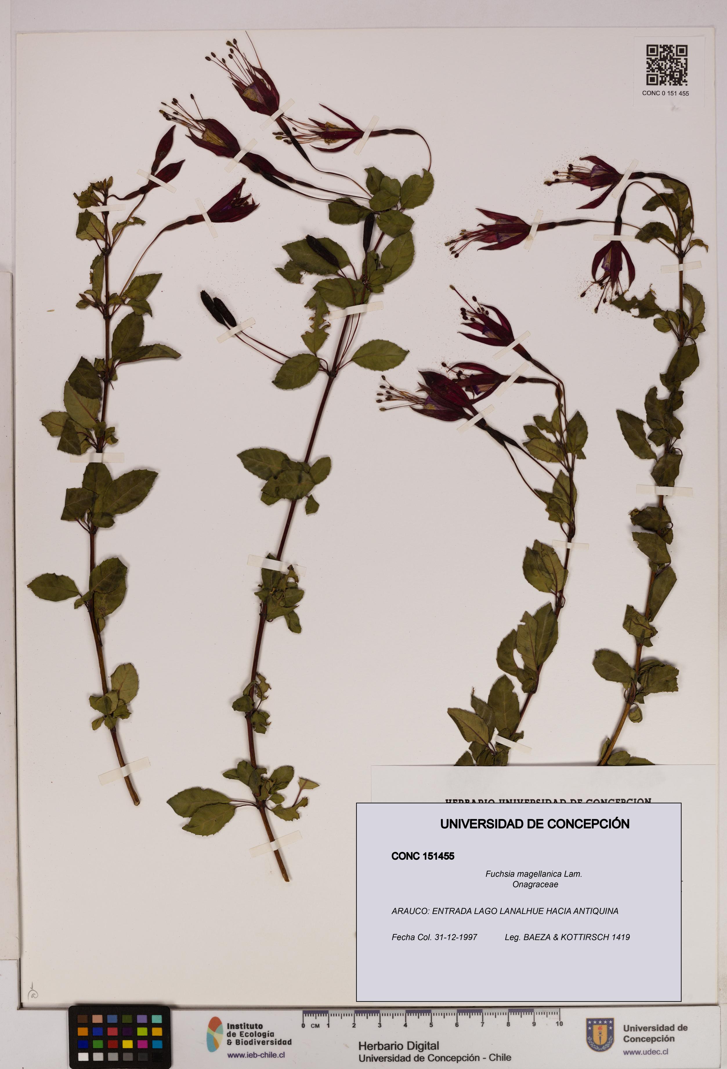Fuchsia magellanica [Espécimen: UDEC:CONC:0151455]