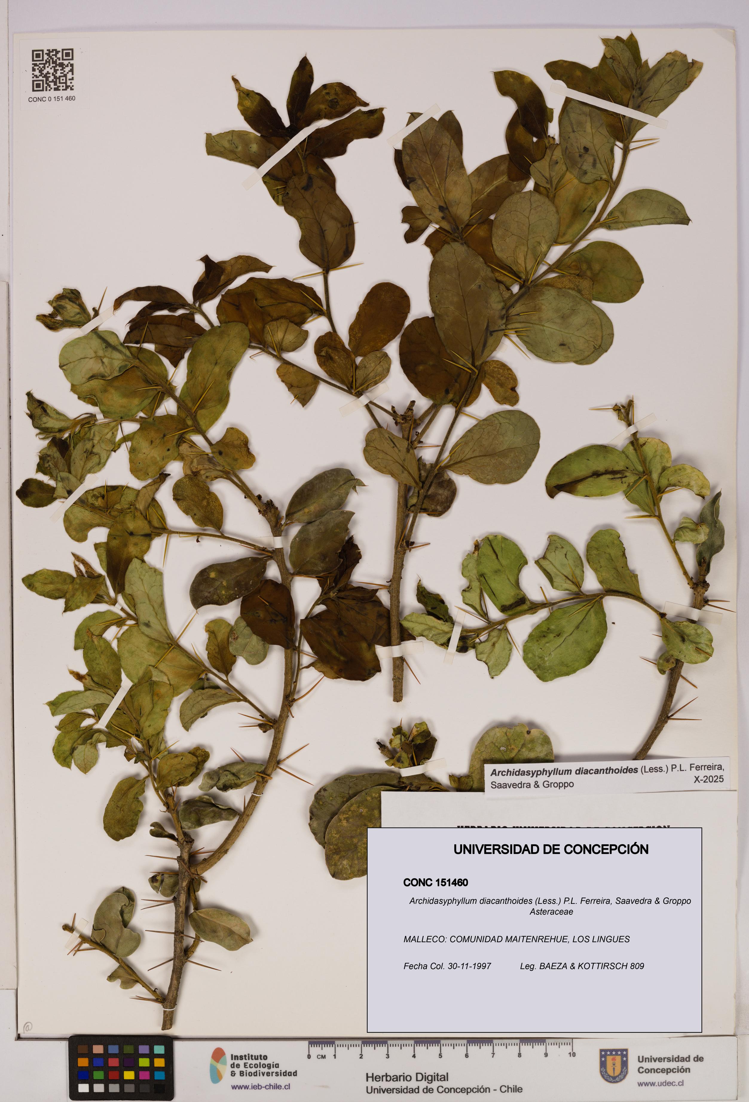 Archidasyphyllum diacanthoides [Espécimen: UDEC:CONC:0151460]
