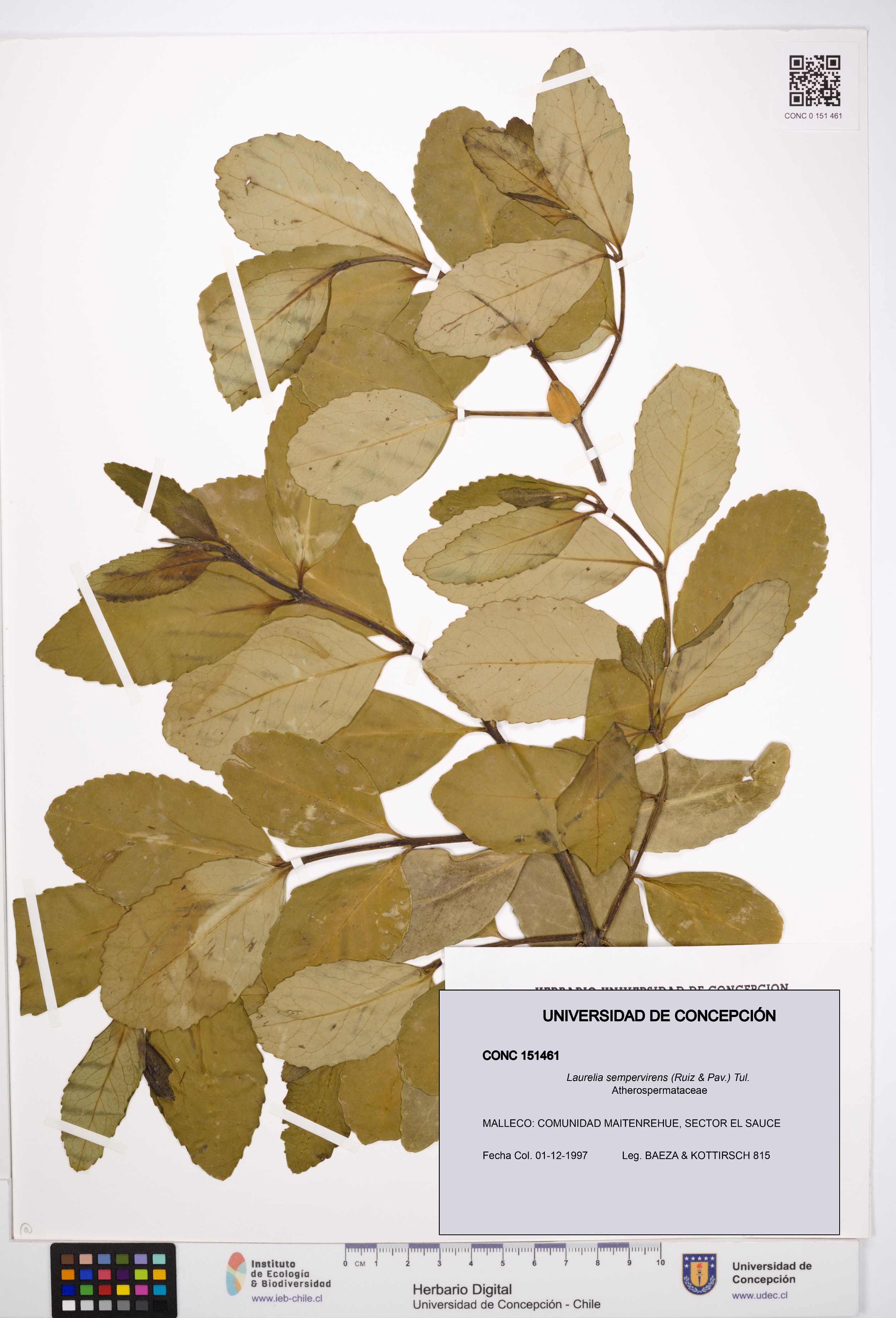 Laurelia sempervirens [Espécimen: UDEC:CONC:0151461]