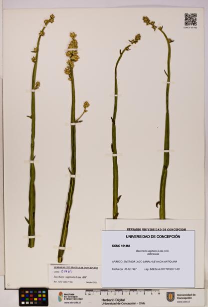 Baccharis sagittalis [Espécimen: UDEC:CONC:0151462]