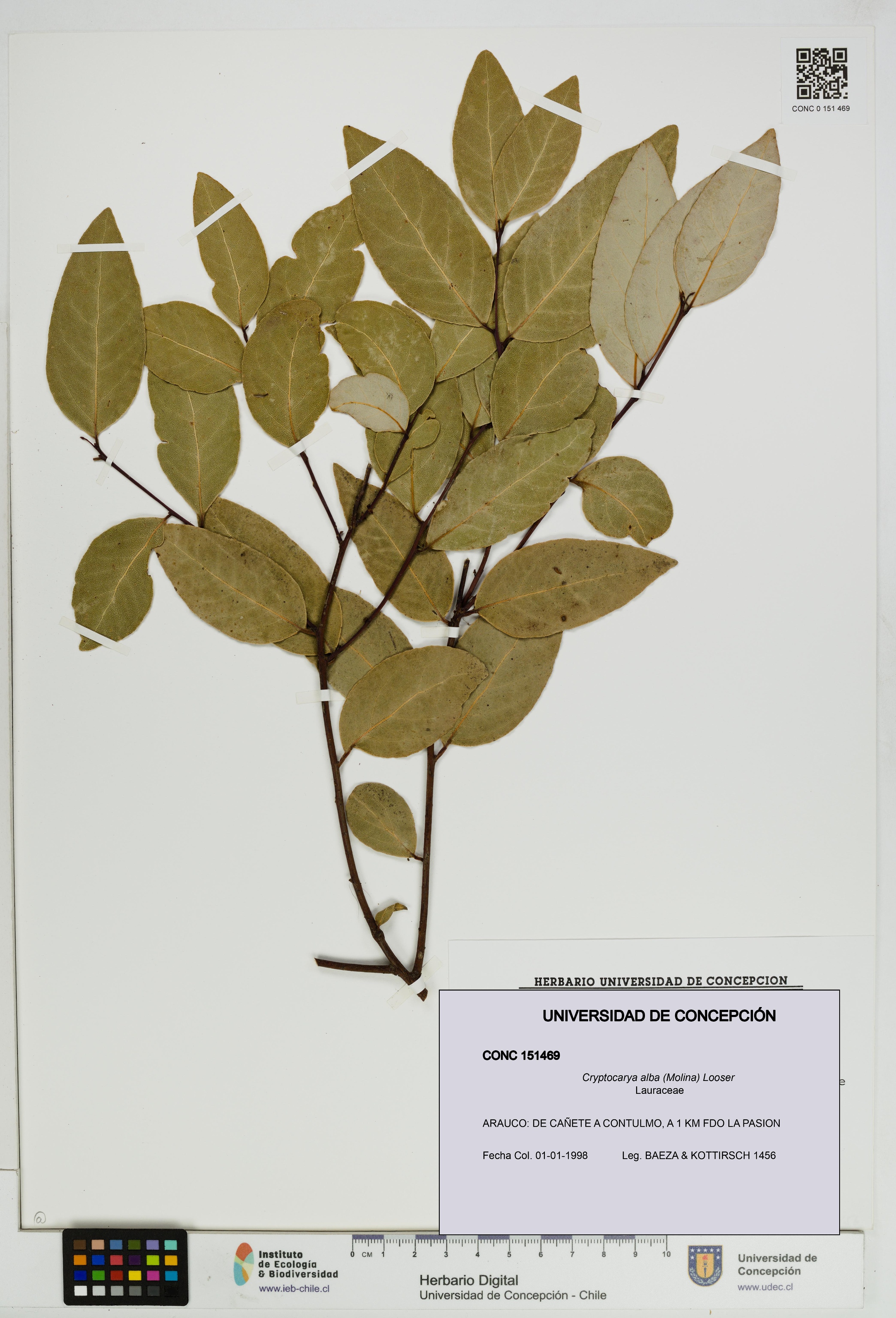 Cryptocarya alba [Espécimen: UDEC:CONC:0151469]