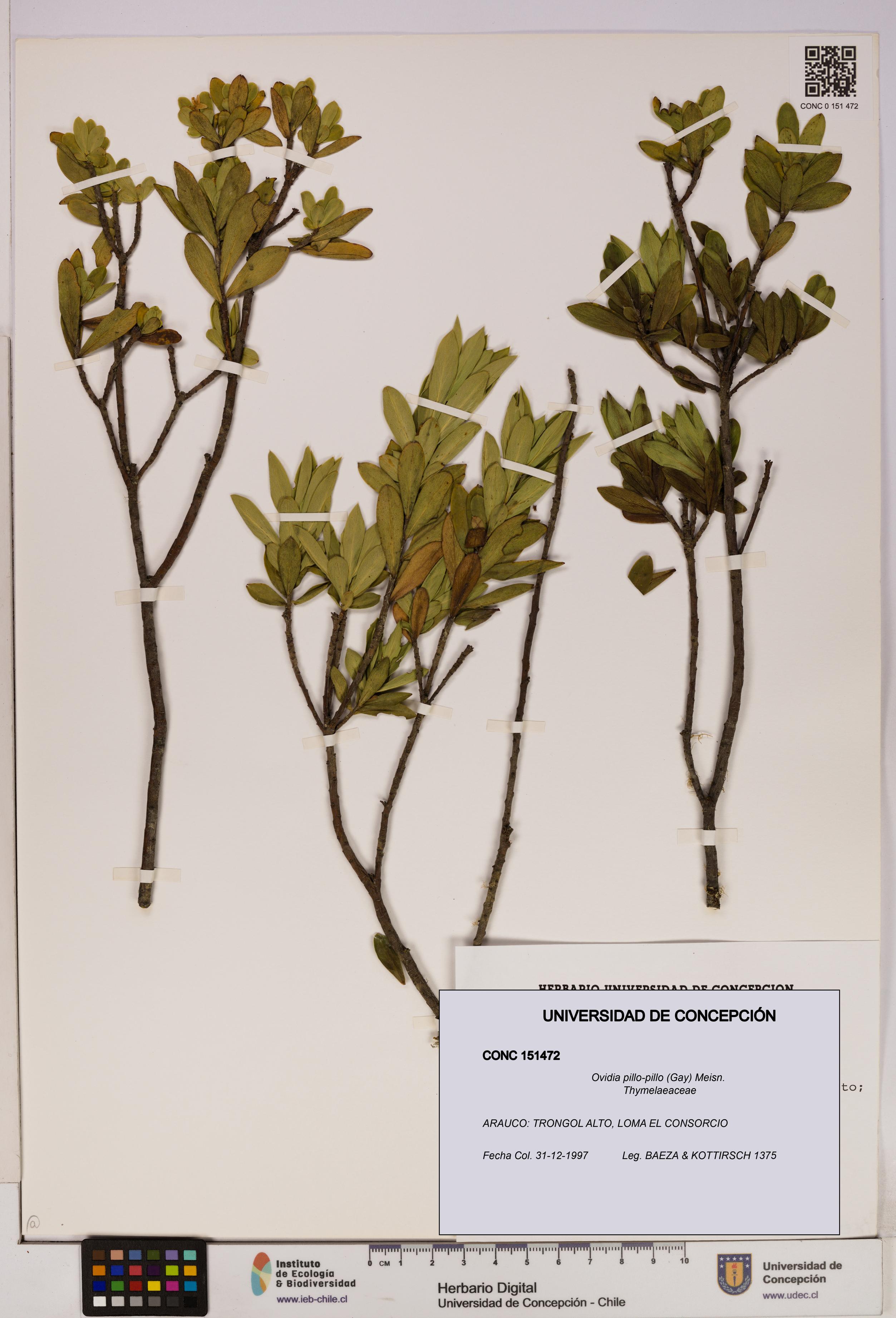 Ovidia pillo-pillo [Espécimen: UDEC:CONC:0151472]