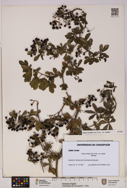 Cissus striata var. striata [Espécimen: UDEC:CONC:0151481]