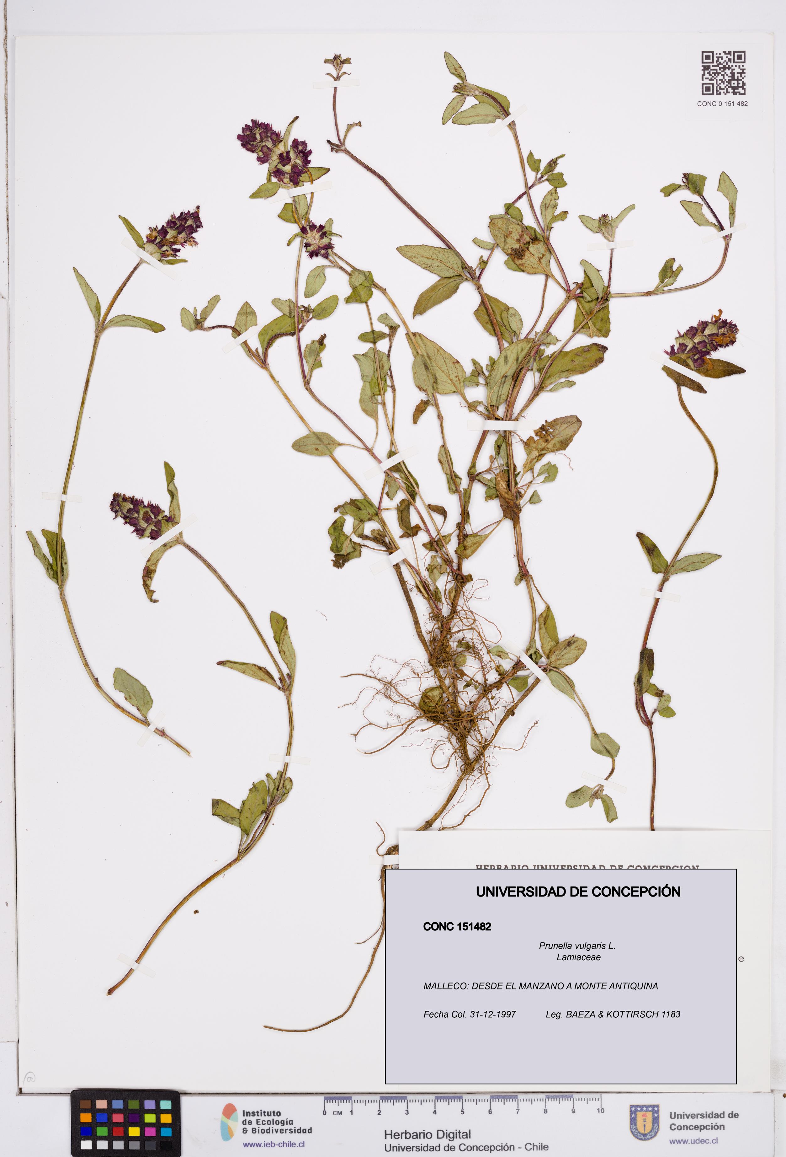 Prunella vulgaris [Espécimen: ]