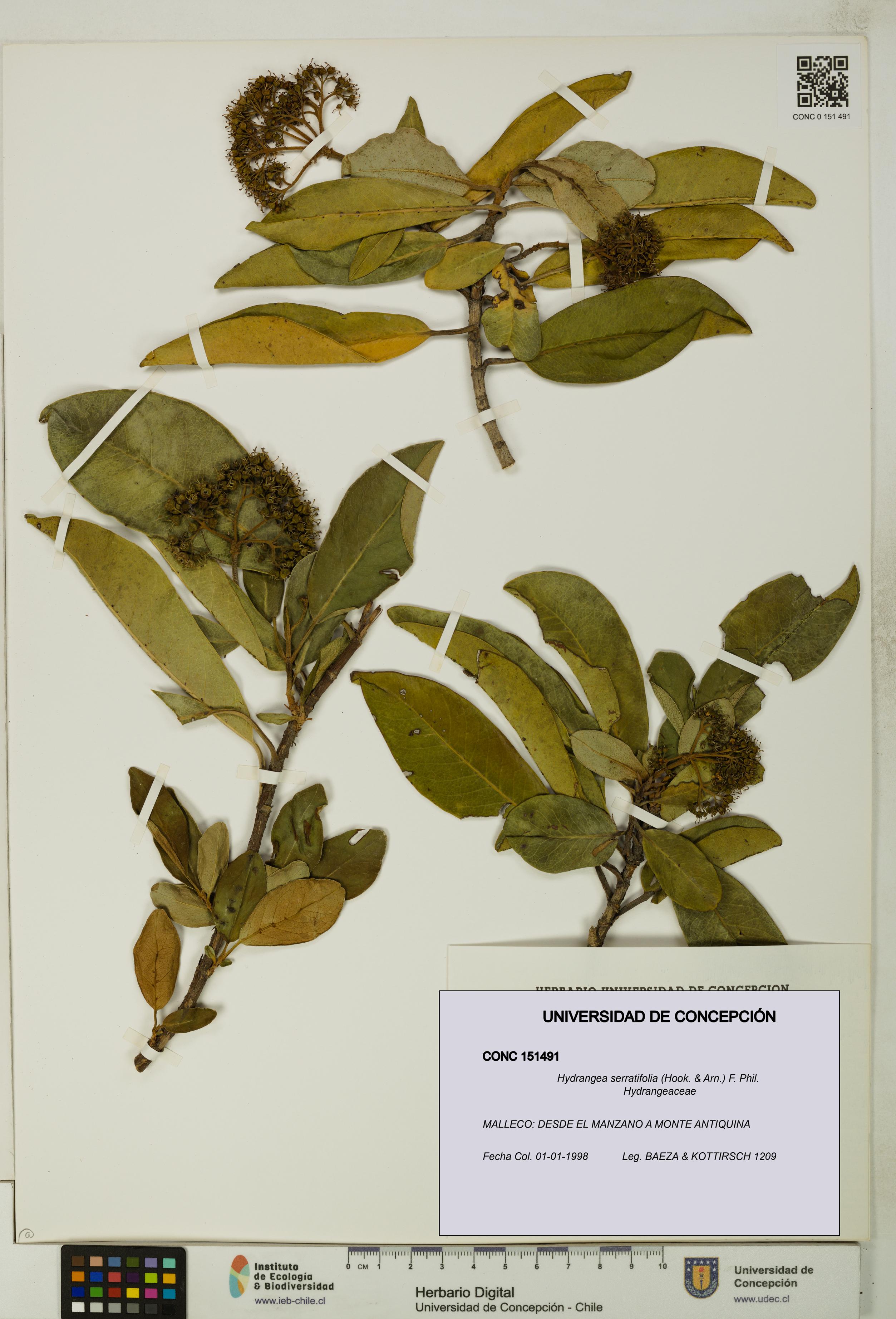 Hydrangea serratifolia [Espécimen: UDEC:CONC:0151491]
