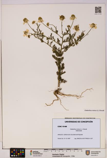 Cladanthus mixtus [Espécimen: UDEC:CONC:0151495]