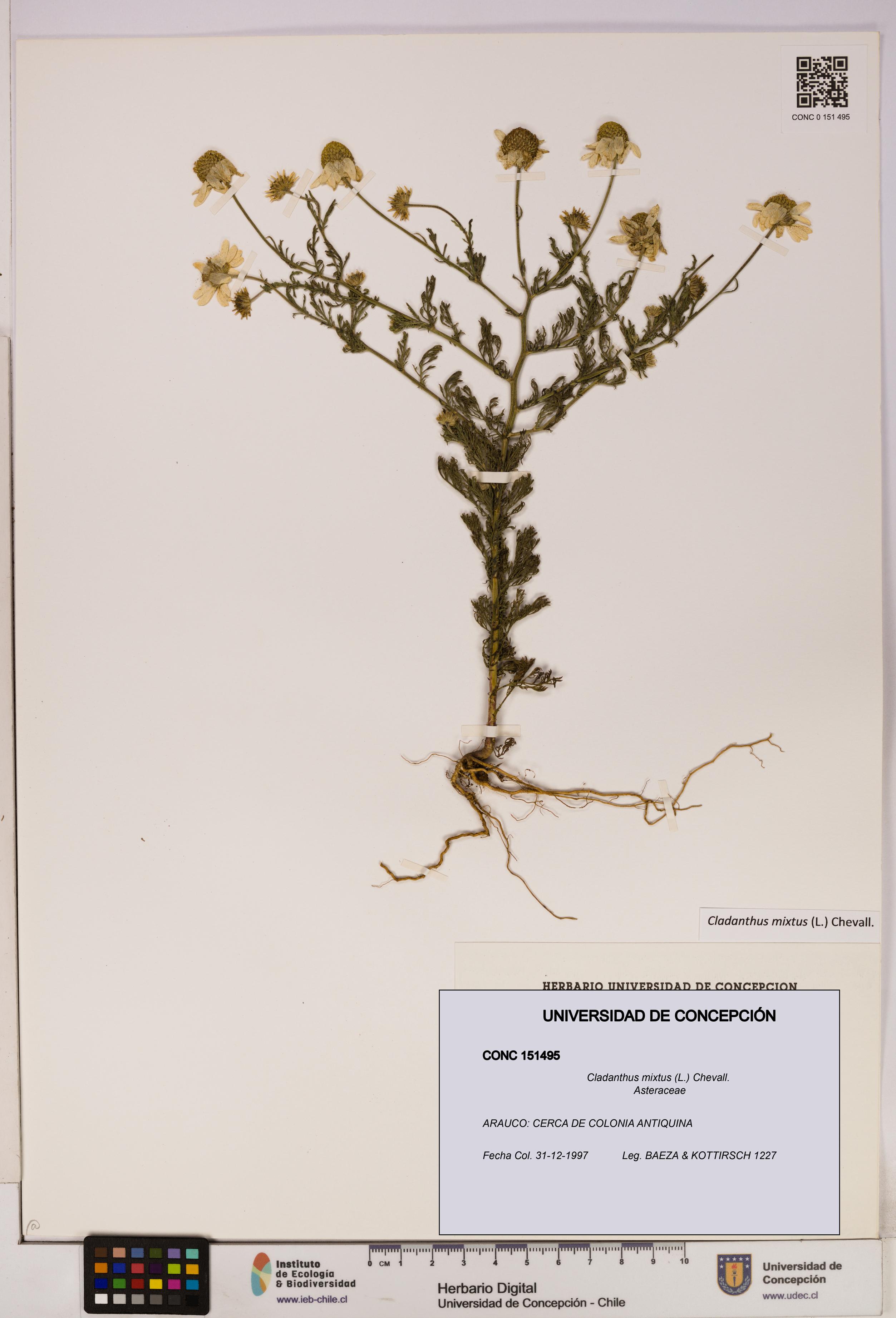 Cladanthus mixtus [Espécimen: UDEC:CONC:0151495]