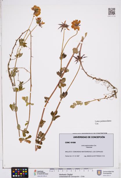 Lotus pedunculatus [Espécimen: ]