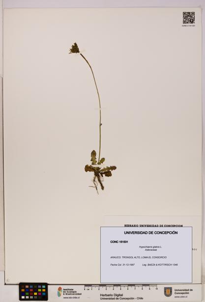 Hypochaeris glabra [Espécimen: UDEC:CONC:0151531]
