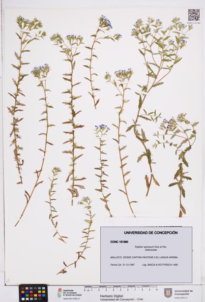 Triptilion spinosum [Espécimen: ]
