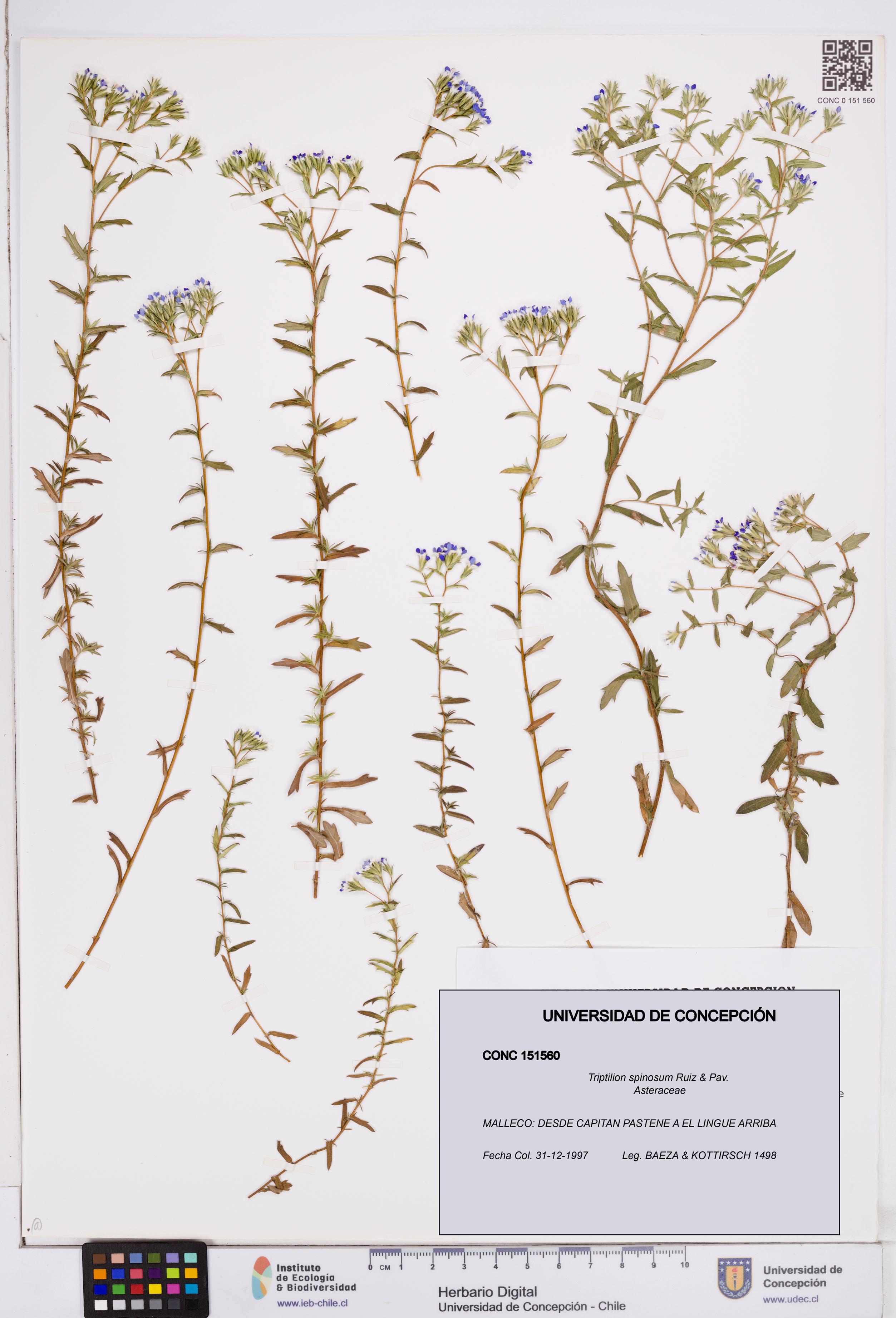 Triptilion spinosum [Espécimen: ]