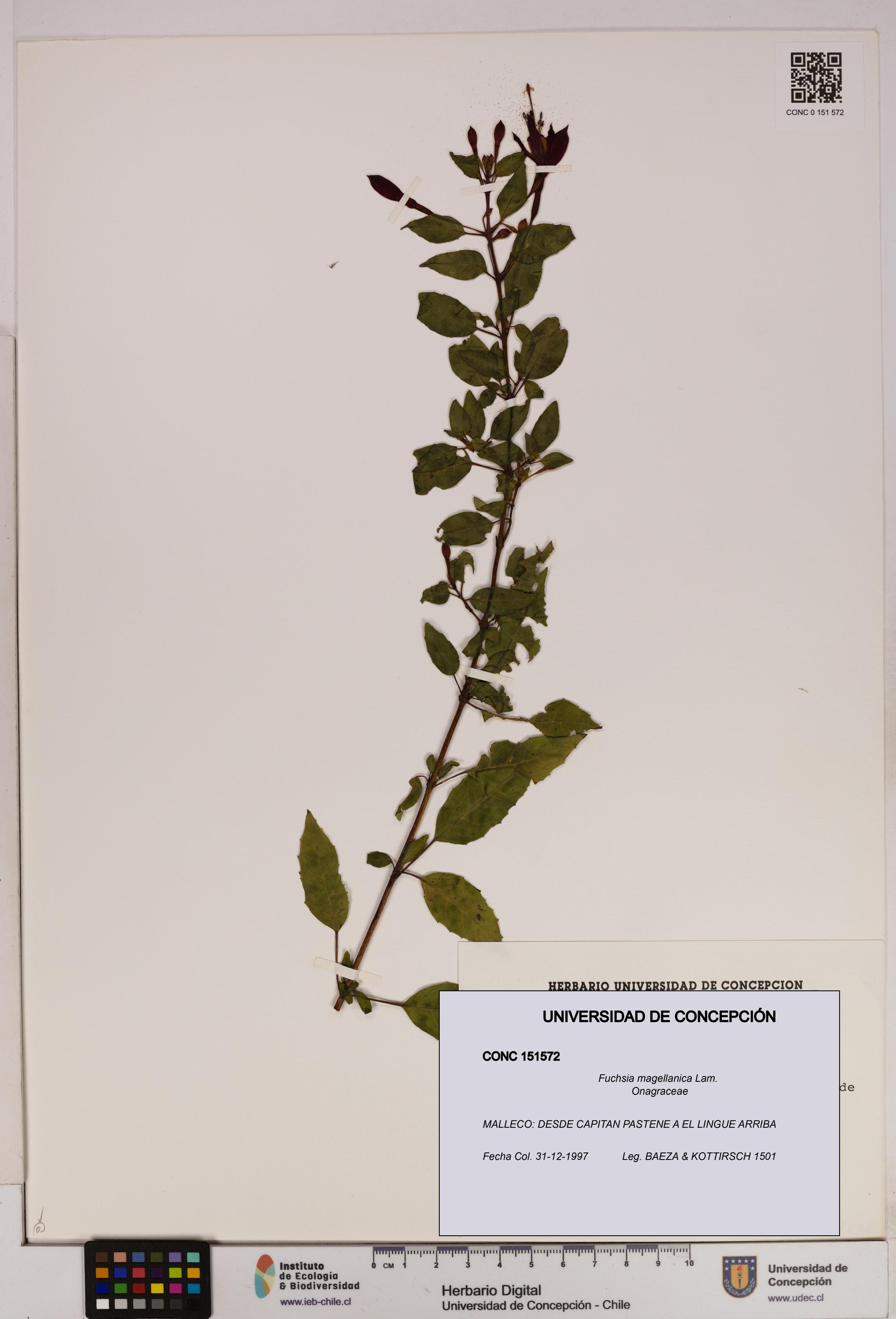 Fuchsia magellanica [Espécimen: UDEC:CONC:0151572]