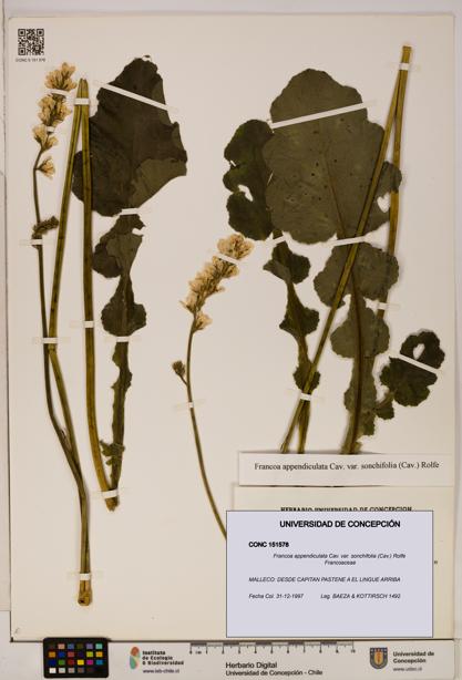 Francoa appendiculata [Espécimen: ]