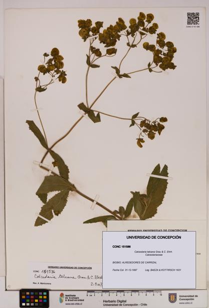 Calceolaria talcana [Espécimen: UDEC:CONC:0151586]