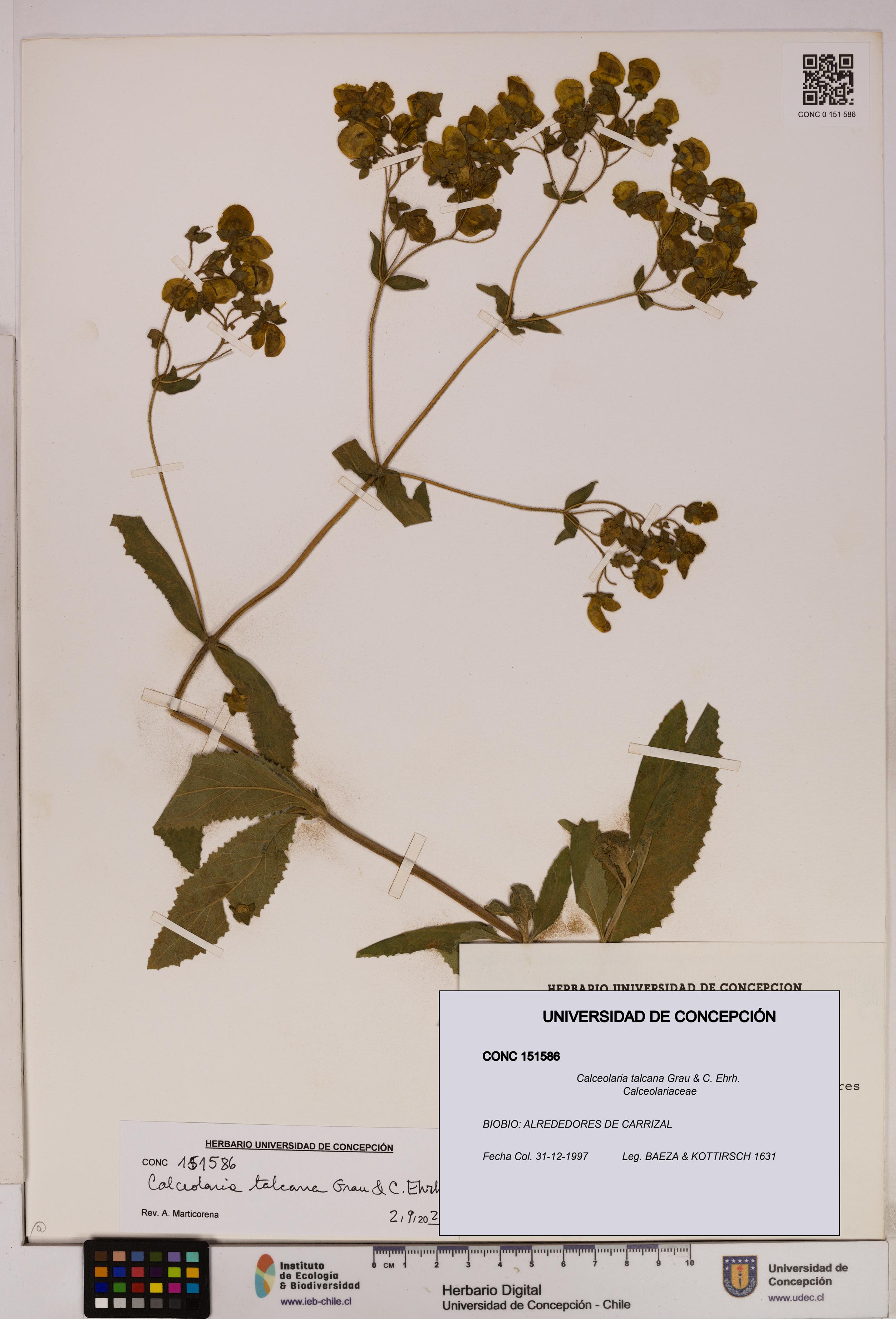 Calceolaria talcana [Espécimen: UDEC:CONC:0151586]