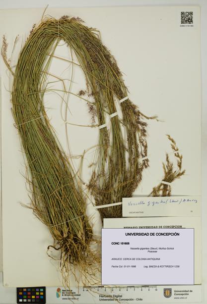 Nassella gigantea [Espécimen: UDEC:CONC:0151605]